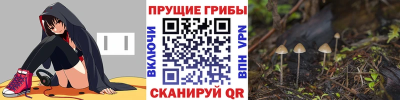 где можно купить   Сегежа  Псилоцибиновые грибы прущие грибы 